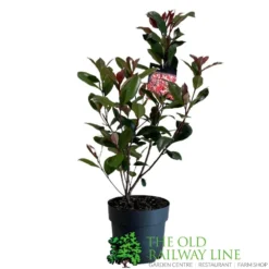 Photinia Fraseri 'Carré Rouge' 2Ltr Pot (NL) -Hush Arbor Sales 0000000398517