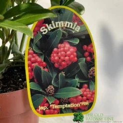Skimmia Japonica 'Temptation' 2Ltr Pot (NL) -Hush Arbor Sales 0000000398528 2