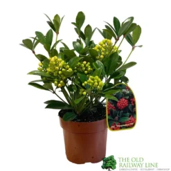 Skimmia Japonica 'Temptation' 2Ltr Pot (NL)