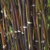 Fargesia Nitida 'Black Pearl' Bamboo 7.5Ltr Pot