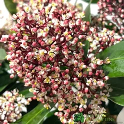 Skimmia Japonica 'Rubella' 1.5Ltr Pot (NL) 3 Skimmia Japonica 'Rubella' 1.5Ltr Pot (NL) -Hush Arbor Sales 00000286 2 1