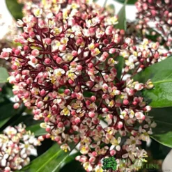 Skimmia Japonica 'Rubella' 3Ltr Pot (NL) -Hush Arbor Sales 00000286 2