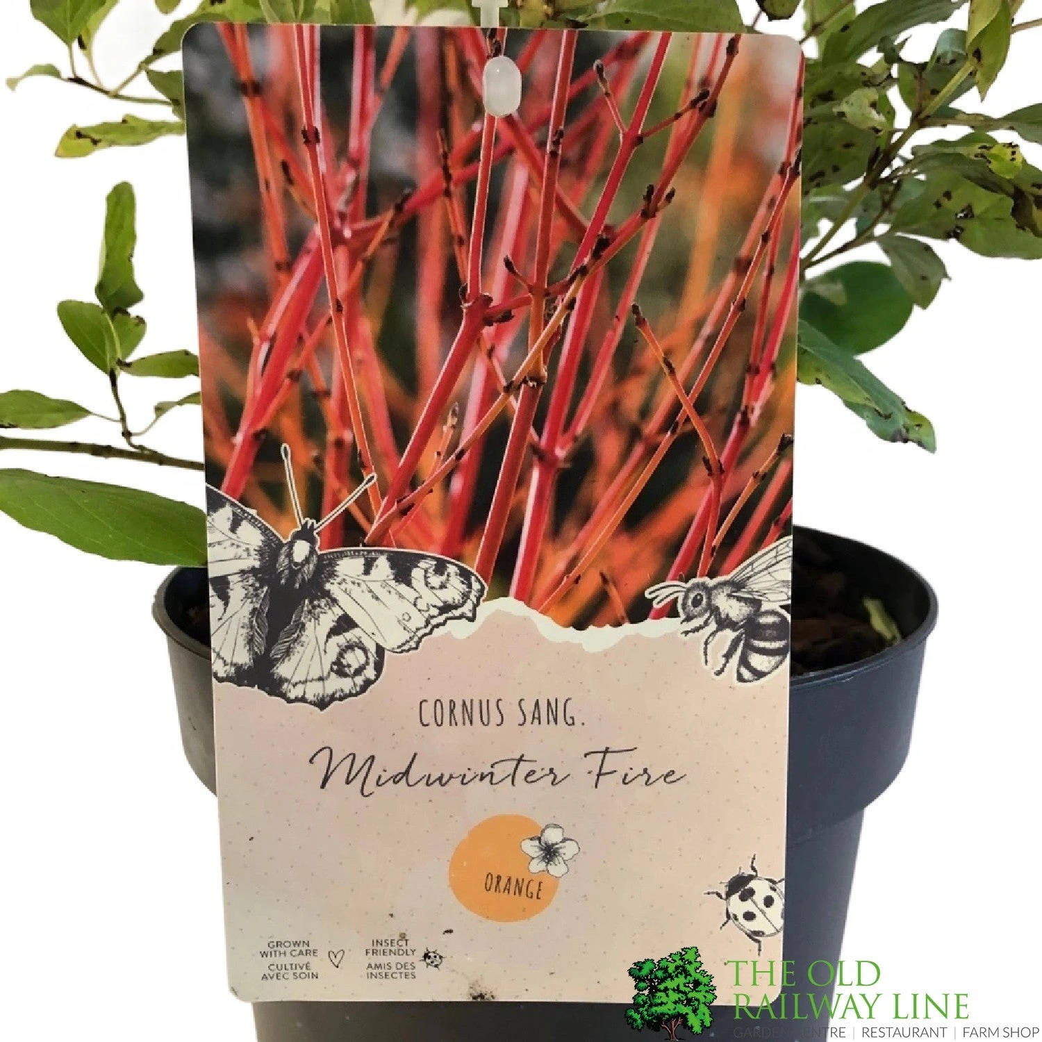 Cornus 'Midwinter Fire' Plant 3Ltr Pot (NL) 2 Cornus 'Midwinter Fire' Plant 3Ltr Pot (NL) - Image 2