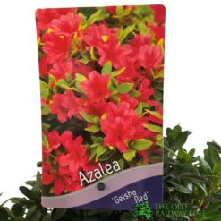 Azalea 'Geisha Red' Plant 3Ltr Pot (NL) -Hush Arbor Sales 00001652 2