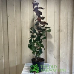 Corylus 'Red Majestic' Hazel Tree 70cm Tall (NL) -Hush Arbor Sales 00002653 2