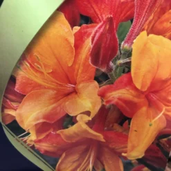 Azalea (Deciduous) 'Golden Eagle' 7.5Ltr Pot (NL) -Hush Arbor Sales 00002759 2