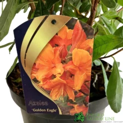 Azalea (Deciduous) 'Golden Eagle' 7.5Ltr Pot (NL) -Hush Arbor Sales 00002759