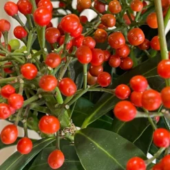 Skimmia Japonica 'Pabella' 1.5Ltr (NL) 3 Skimmia Japonica 'Pabella' 1.5Ltr (NL) -Hush Arbor Sales 00003295 3 d383db05 9d89 41a3 9eae 8511a1953761