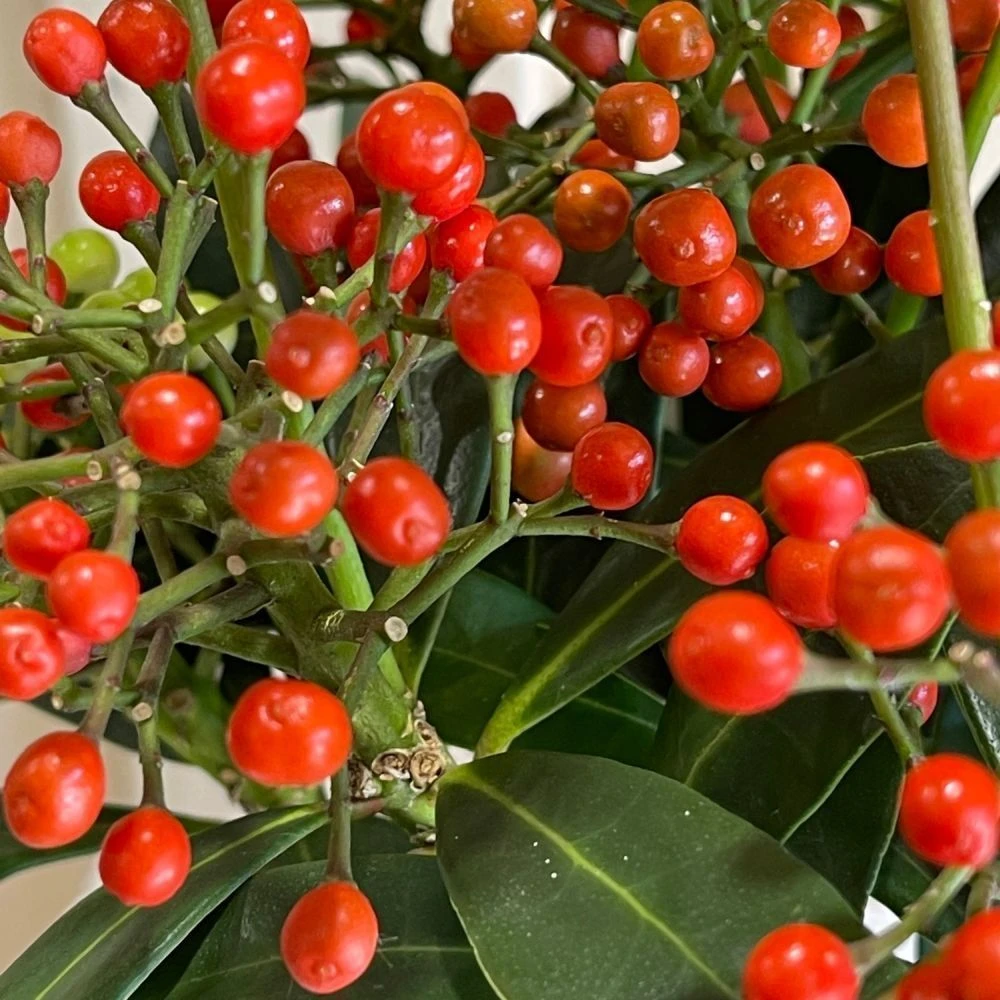 Skimmia Japonica 'Pabella' 1.5Ltr (NL) 2 Skimmia Japonica 'Pabella' 1.5Ltr (NL) - Image 2