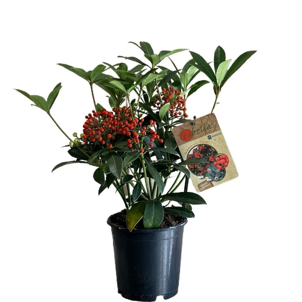 Skimmia Japonica 'Pabella' 1.5Ltr (NL) 1 Skimmia Japonica 'Pabella' 1.5Ltr (NL)