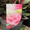 Rhododendron 'Wine & Roses' 3Ltr Pot (NL)