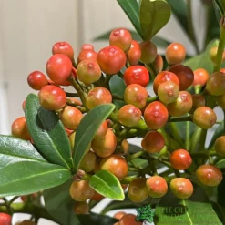 Skimmia Japonica 'Pabella' 4Ltr Pot (NL) -Hush Arbor Sales 00004158 3