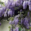 Wisteria Sinensis 'Prolific' Climber 7.5 Ltr Pot (NL)