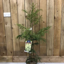 Cryptomeria 'Barabits Gold' Conifer5Ltr Pot (NL)