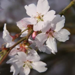 Prunus ‘Autumnalis Rosea' Cherry Blossom 120cm Tall (NL)