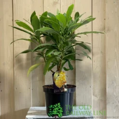 Edgeworthia Chrysantha 7.5Ltr Pot (NL)