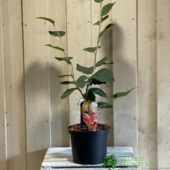 Hamamelis 'Ruby Glow' 5Ltr Pot (NL)