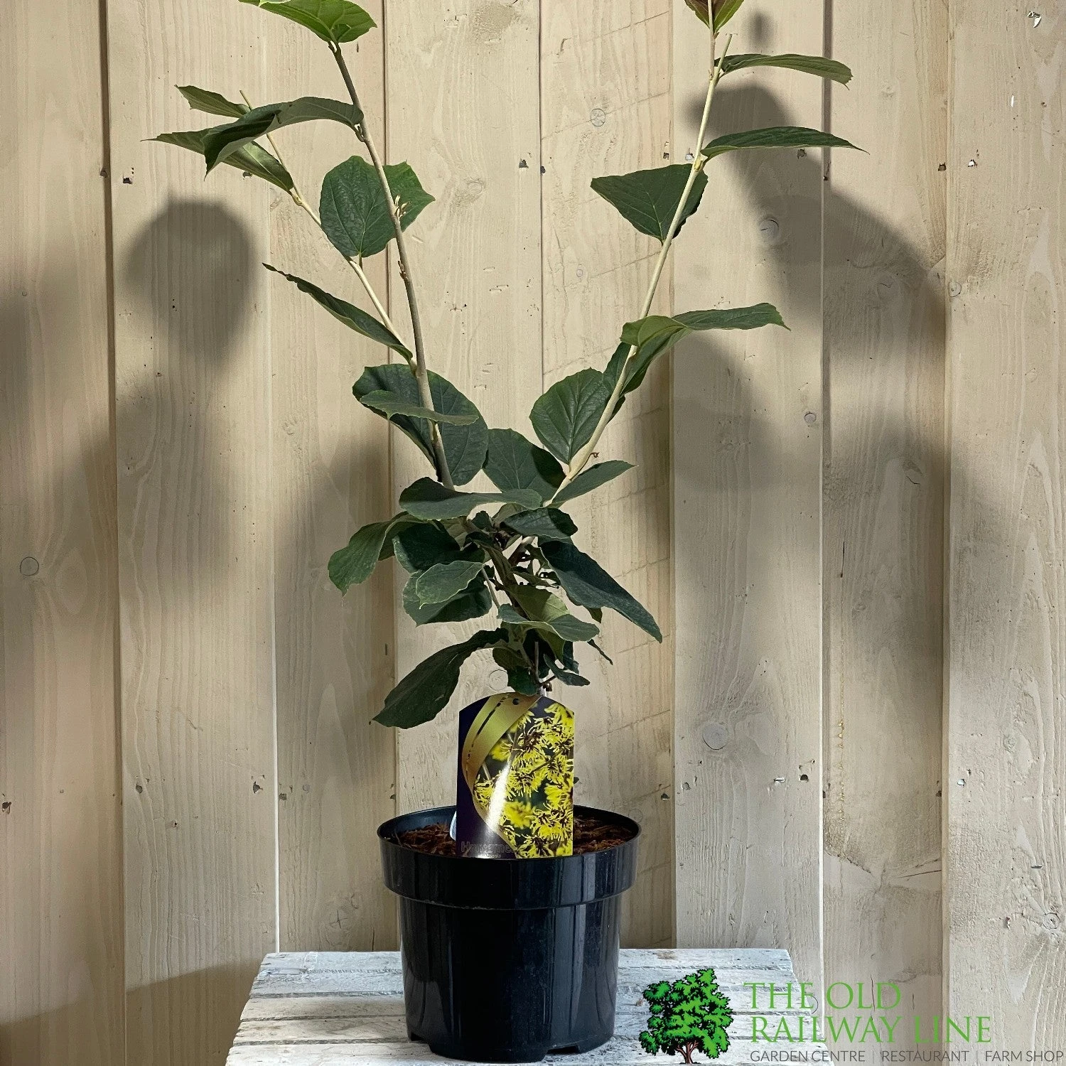 Hamamelis 'Westerstede' 5Ltr (NL) 1 Hamamelis 'Westerstede' 5Ltr (NL)