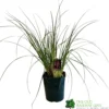 Cortaderia 'Pumila' 5Ltr Pot (NL)