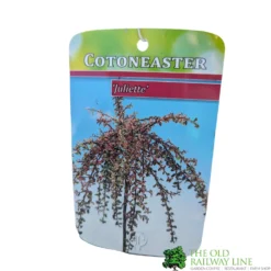 Cotoneaster 'Juliette' 80cm Tall (NL) -Hush Arbor Sales 30001111 1