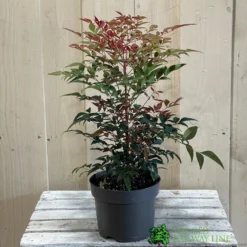 Nandina Domestica 'Obsessed' 2Ltr Pot (NL) -Hush Arbor Sales 30002508 2