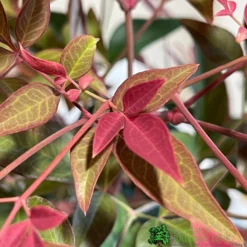 Nandina Domestica 'Obsessed' 2Ltr Pot (NL) -Hush Arbor Sales 30002508 3