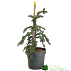 Abies 'Glauca' Noble Fir Conifer 3Ltr Pot (NL)
