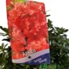Azalea 'Geisha Orange' 3Ltr Pot (NL)