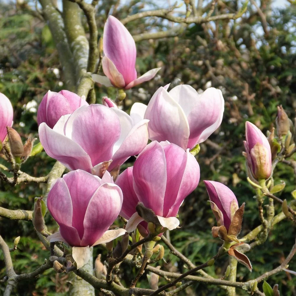 Magnolia 'Satisfaction' Tree 60cm Tall (NL) 1 Magnolia 'Satisfaction' Tree 60cm Tall (NL)