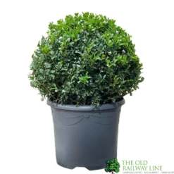 Buxus Ball Topiary Plant 22cm Pot