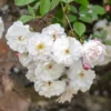 David Austin 'Adelaide D'Orleans' White English Rambling Rose