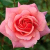 Pink Shrub Rose 'Festive Jewel' 4Ltr Pot