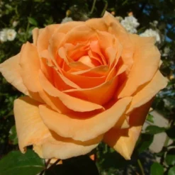 Orange Shrub Rose 'Raymond Carver' 4Ltr Pot
