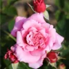 Whartons 'Timeless Pink' Bush Rose 4Ltr Pot