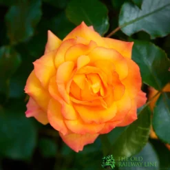 Orange Climbing Rose 'Redova Courtyard' 4Ltr Pot