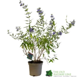 Caryopteris X Clandonensis 'Kew Blue' 3Ltr Pot