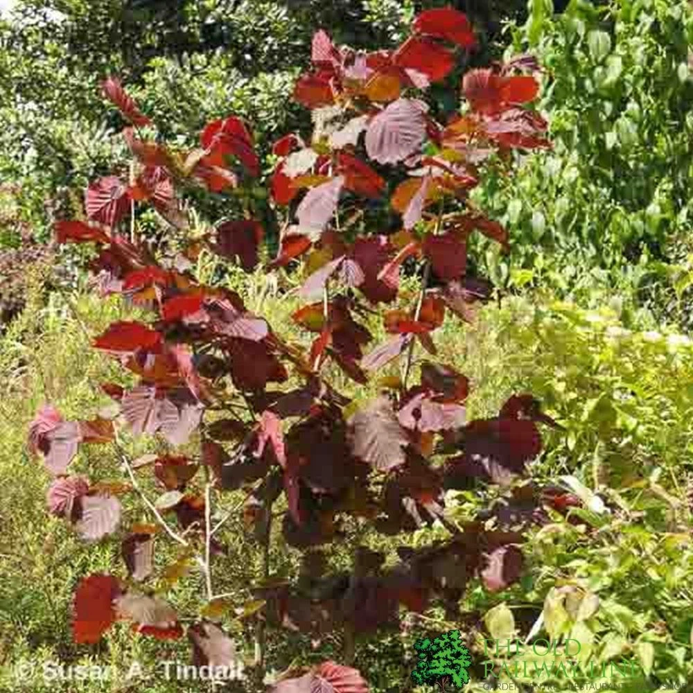 Corylus Maxima 'Purpurea' Filbert Tree 7.5Ltr Pot 2 Corylus Maxima 'Purpurea' Filbert Tree 7.5Ltr Pot - Image 2