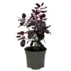 Cotinus 'Royal Purple' Smoke Tree 3 Ltr Pot