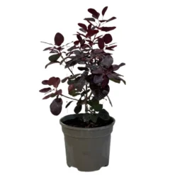 Cotinus 'Royal Purple' Smoke Tree 3 Ltr Pot
