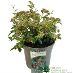Cotoneaster Franchetii 3Ltr Pot