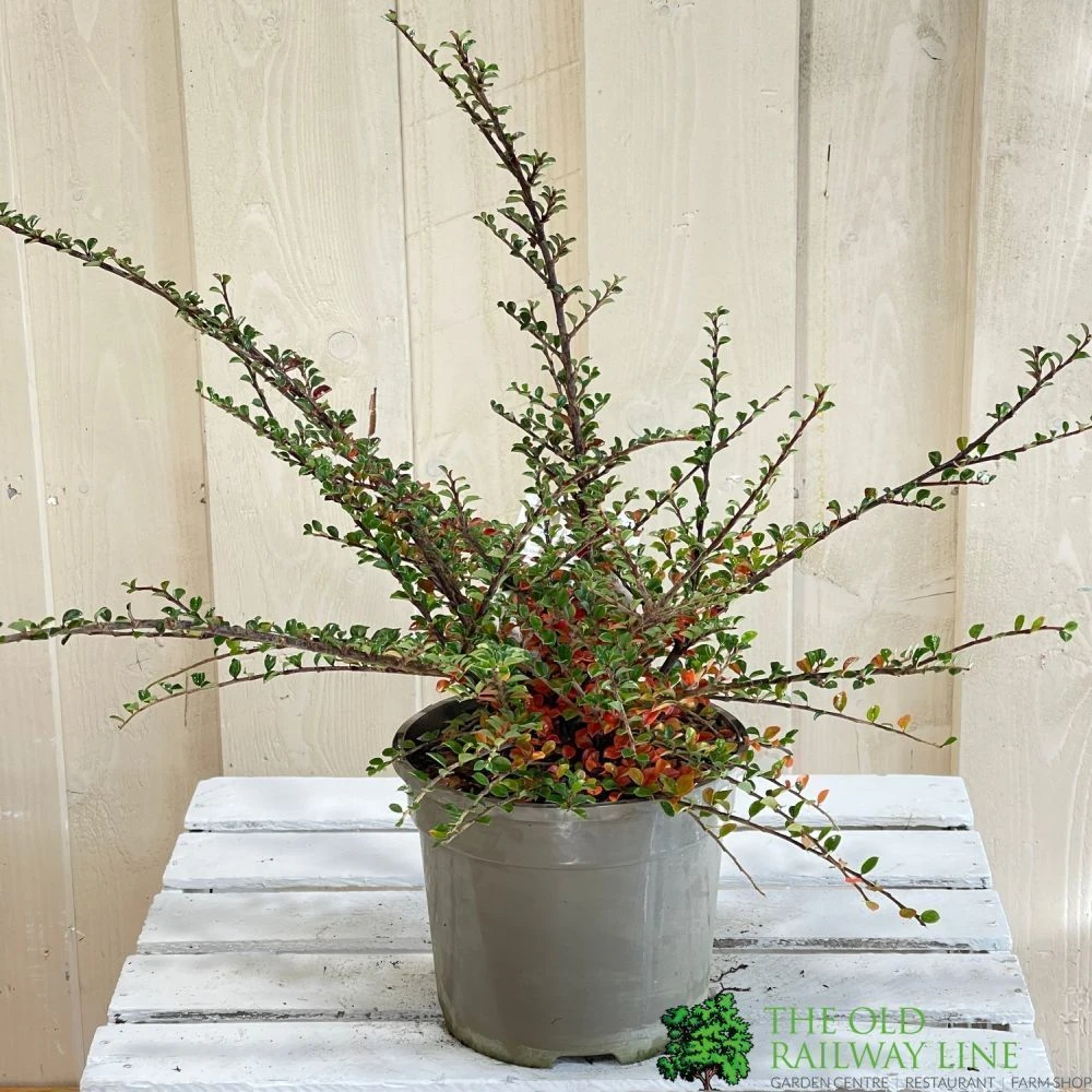 Cotoneaster Horizontalis Plant 3Ltr Pot 2 Cotoneaster Horizontalis Plant 3Ltr Pot - Image 2