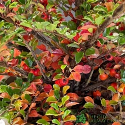 Cotoneaster Horizontalis Plant 3Ltr Pot 5 Cotoneaster Horizontalis Plant 3Ltr Pot -Hush Arbor Sales 5019756161533 3