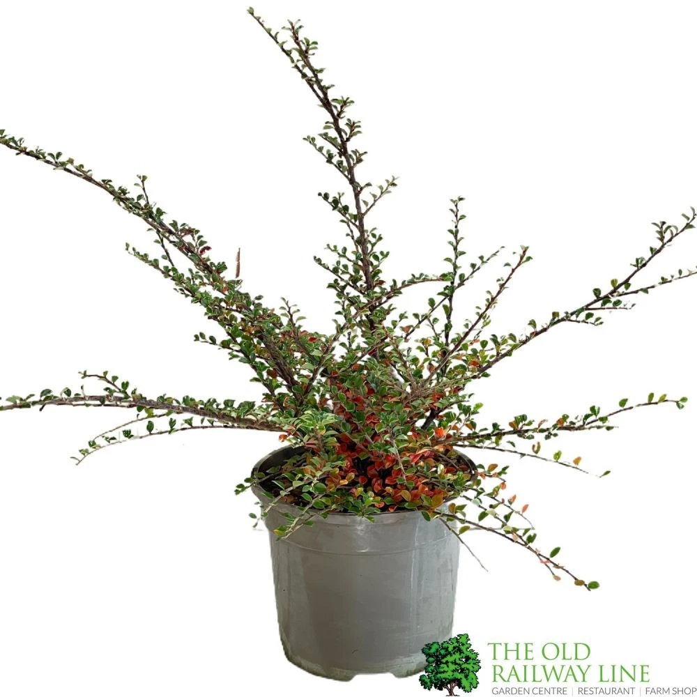 Cotoneaster Horizontalis Plant 3Ltr Pot 1 Cotoneaster Horizontalis Plant 3Ltr Pot
