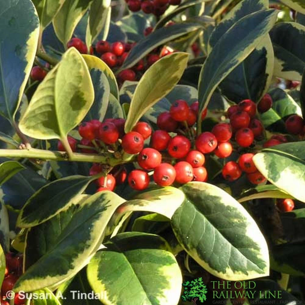 Ilex 'Golden King' Holly Plant 3Ltr Pot 1 Ilex 'Golden King' Holly Plant 3Ltr Pot