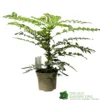 Mahonia 'Winter Sun' Plant 3Ltr Pot
