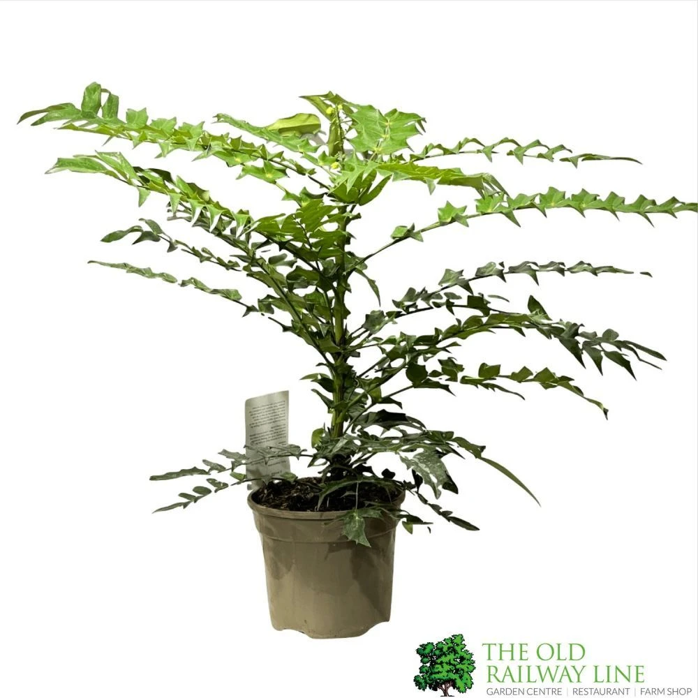 Mahonia 'Winter Sun' Plant 3Ltr Pot 1 Mahonia 'Winter Sun' Plant 3Ltr Pot