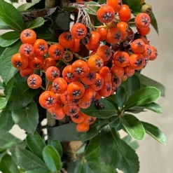 Pyracantha 'Orange Glow' Firethorn 3Ltr Pot -Hush Arbor Sales 5019756255201 3