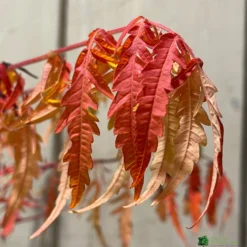 Rhus Typhina 'Tiger Eyes' 3Ltr Pot (NL) 4 Rhus Typhina 'Tiger Eyes' 3Ltr Pot (NL) -Hush Arbor Sales 5019756405453 3 scaled