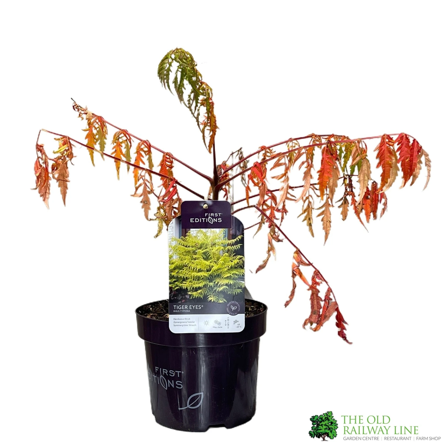 Rhus Typhina 'Tiger Eyes' 3Ltr Pot (NL) 1 Rhus Typhina 'Tiger Eyes' 3Ltr Pot (NL)