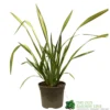 Phormium 'Yellow Wave' Flax 3Ltr Pot